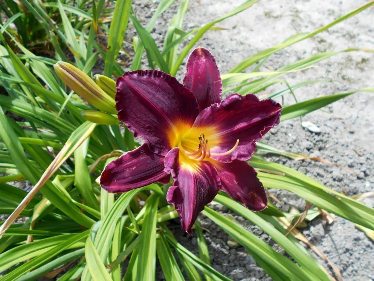 Hemerocallis 'Bela Lugosi'