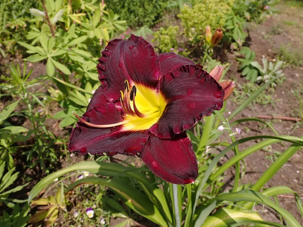 ľaliovka 'Bela Lugosi' (Hemerocallis 'Bela Lugosi') – v záhrade, fotografia rastliny