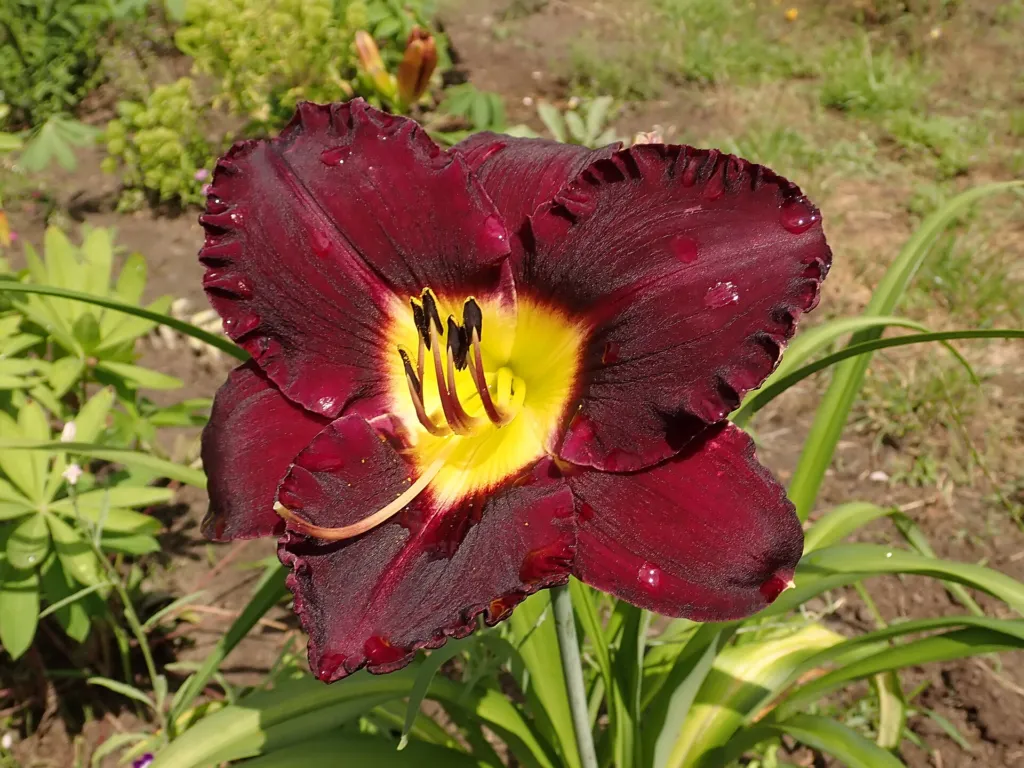 ľaliovka 'Bela Lugosi' (Hemerocallis 'Bela Lugosi') – v záhrade, fotografia rastliny
