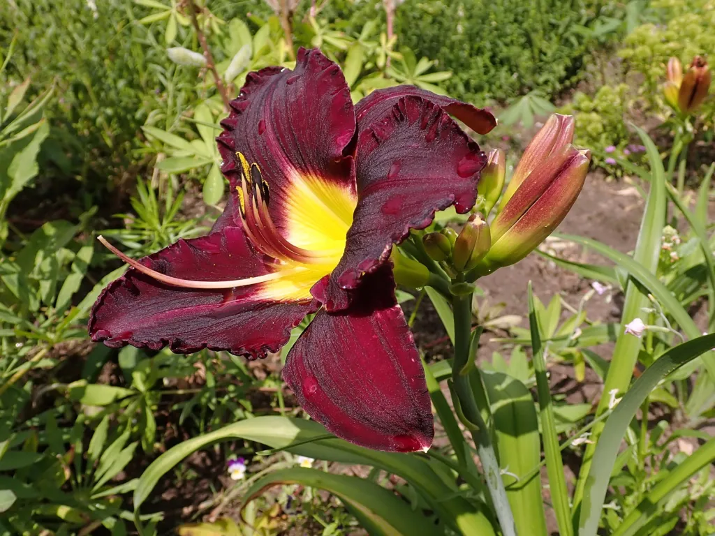 ľaliovka 'Bela Lugosi' (Hemerocallis 'Bela Lugosi') – v záhrade, fotografia rastliny