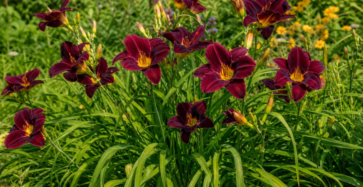 Hemerocallis 'Black Magic' – Pflanzenfoto