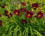 Hemerocallis ‘Black Magic’