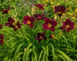 Hemerocallis ‘Black Magic’