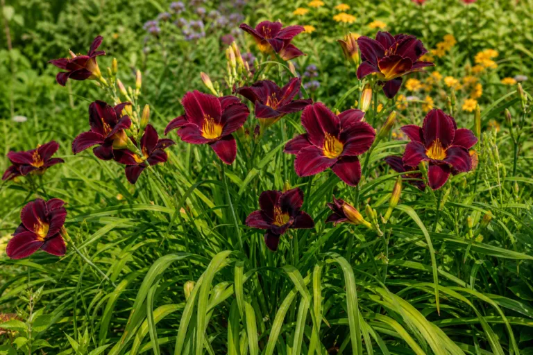 Hemerocallis 'Black Magic'