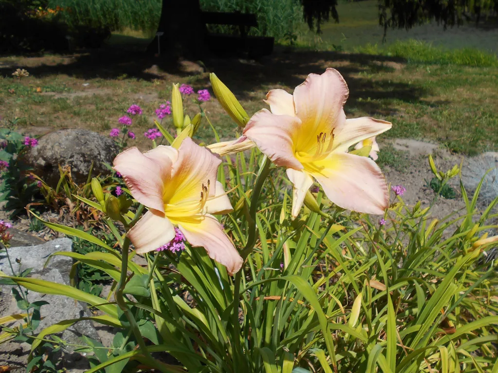 Hemerocallis ‘Catherine Woodbury’ (Hemerocallis 'Catherine Woodbury') – in a garden