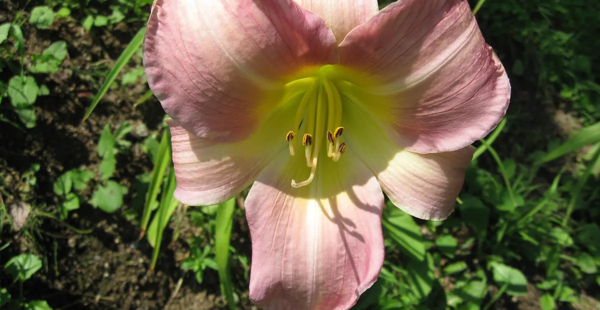 Hemerocallis 'Catherine Woodbury' – plant photo