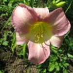 Hemerocallis ‘Catherine Woodbury’ (Hemerocallis 'Catherine Woodbury') – plant photo