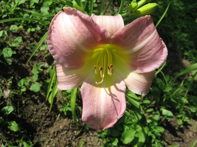 Hemerocallis 'Catherine Woodbury'