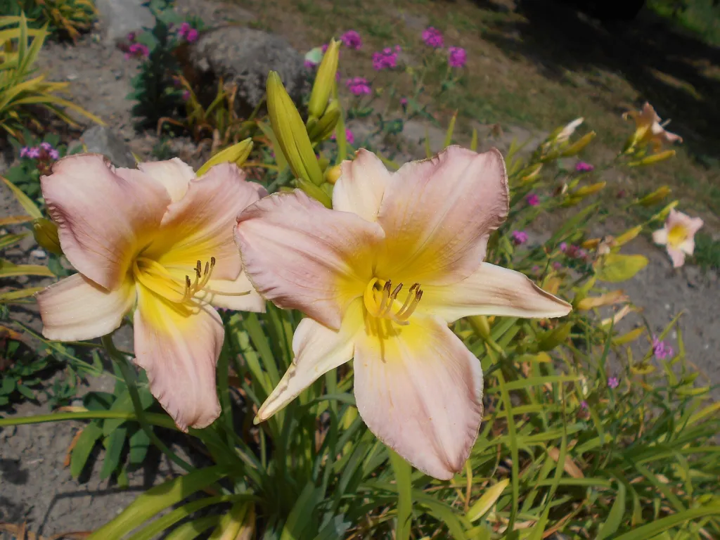 Hemerocallis ‘Catherine Woodbury’ (Hemerocallis 'Catherine Woodbury') – in a garden