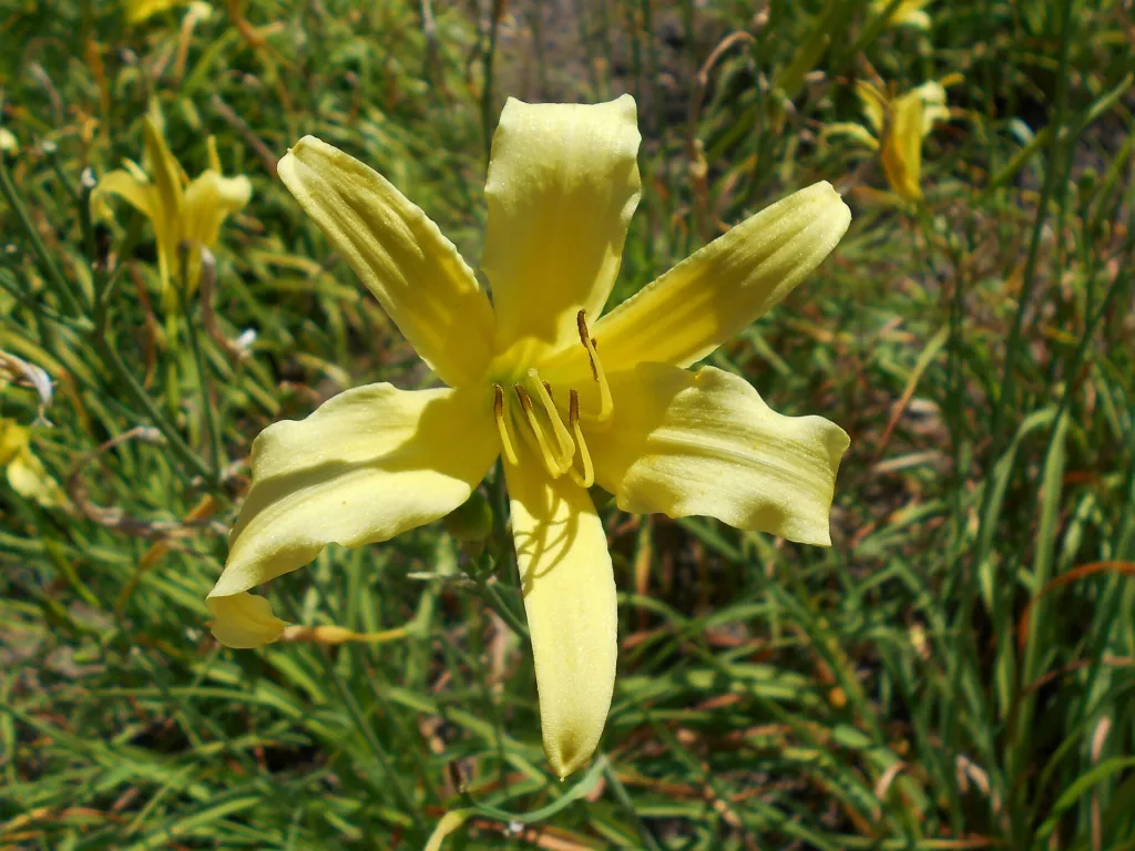 citron daylily and long yellow daylily (Hemerocallis citrina) – in a garden setting, plant photo