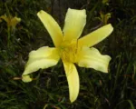 Citron daylily and long yellow daylily (Hemerocallis citrina) care guide
