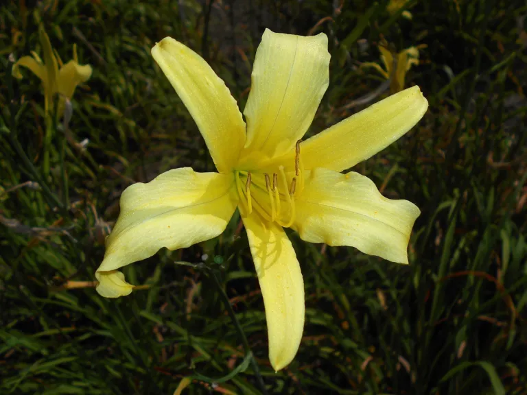 Hemerocallis citrina