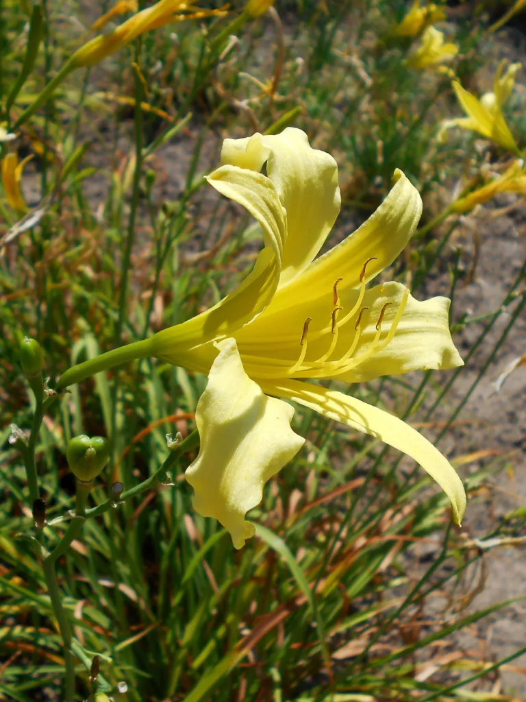 citron daylily and long yellow daylily (Hemerocallis citrina) – in a garden setting, plant photo