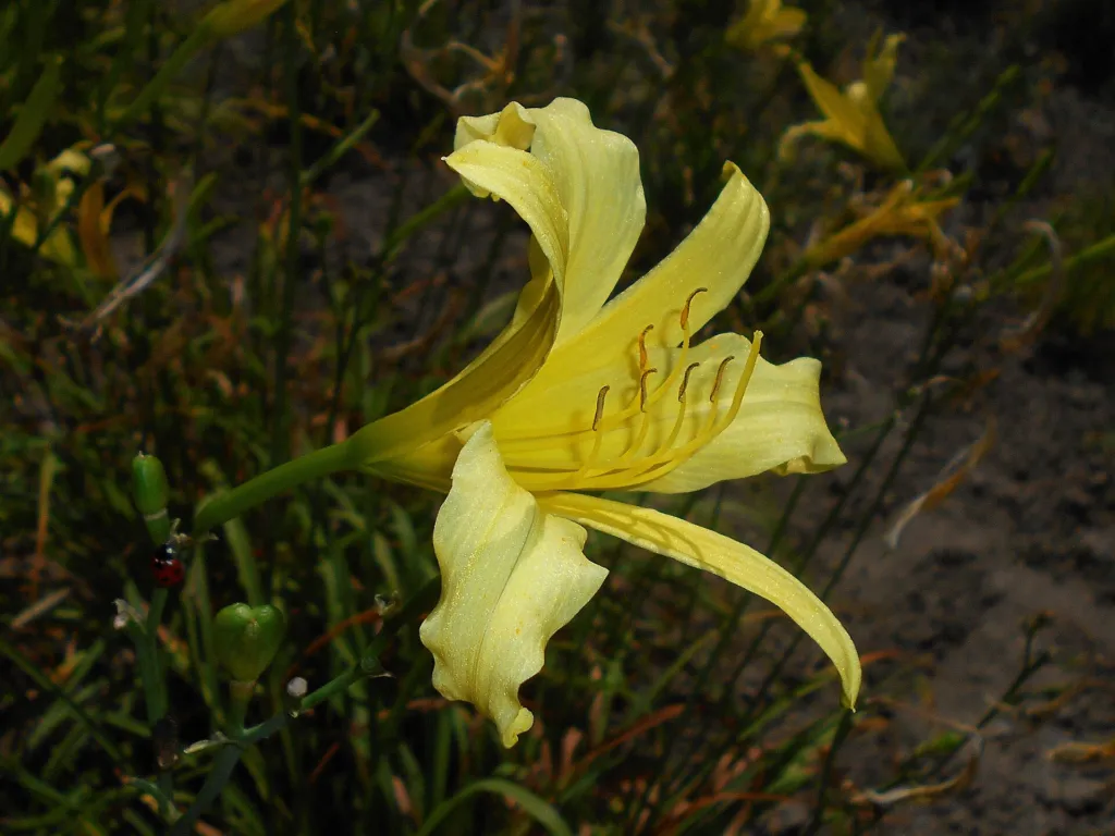 citron daylily and long yellow daylily (Hemerocallis citrina) – in a garden setting, plant photo