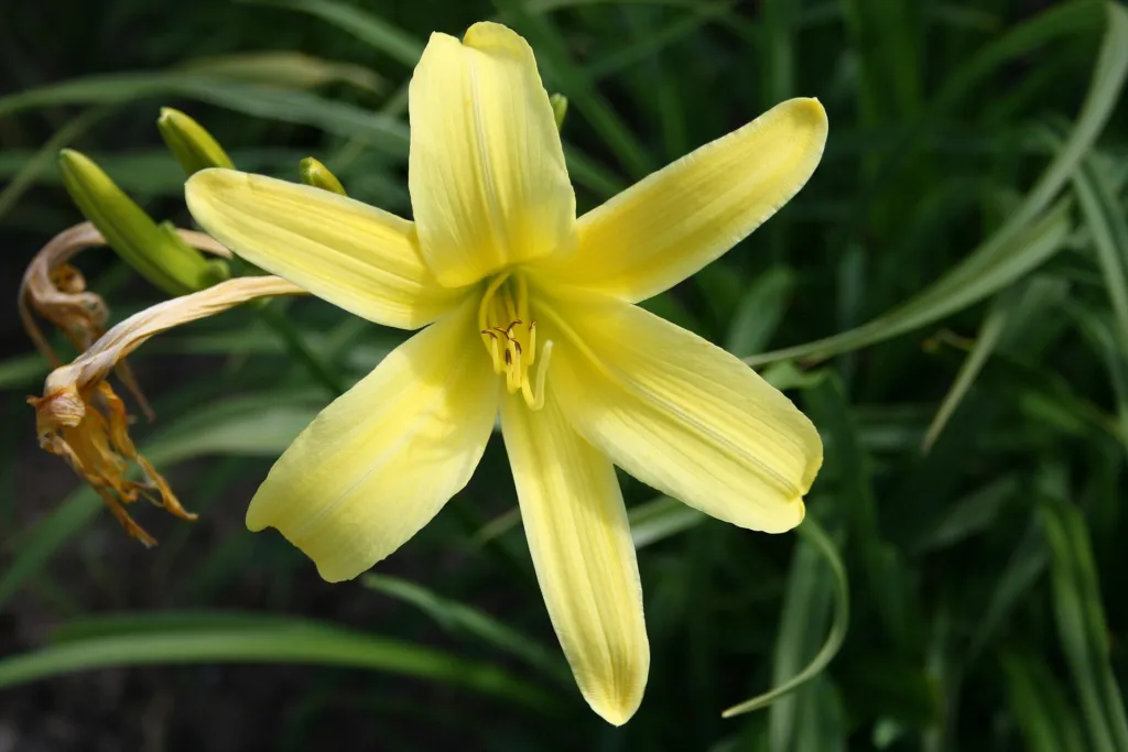 citron daylily and long yellow daylily (Hemerocallis citrina) – characteristic appearance, plant