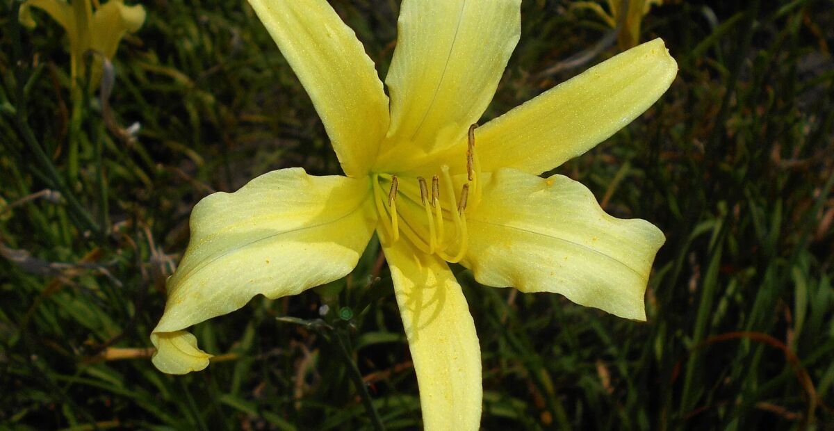 Hemerocallis citrina – Pflanzenfoto
