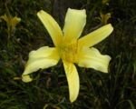 Hemerocallis citrina – Pflege