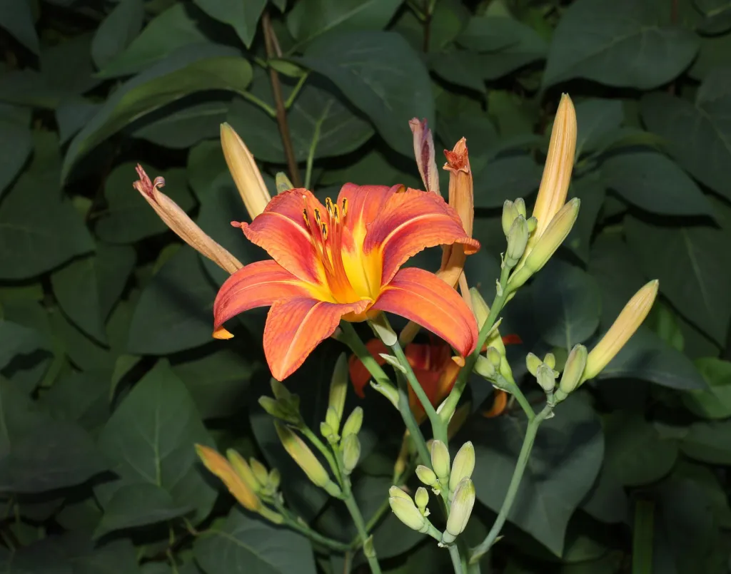 Gelbrote Taglilie (Hemerocallis fulva) – im Garten, Pflanzenfoto