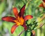 Orange day-lily (Hemerocallis fulva) care guide