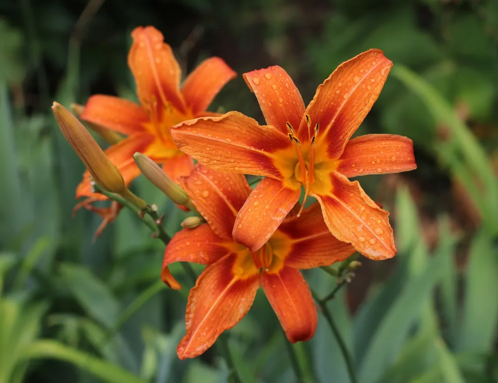 Gelbrote Taglilie (Hemerocallis fulva) – im Garten, Pflanzenfoto
