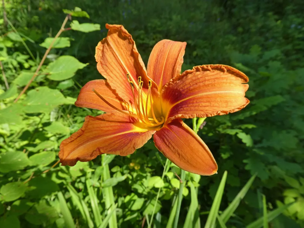 Gelbrote Taglilie (Hemerocallis fulva) – im Garten, Pflanzenfoto