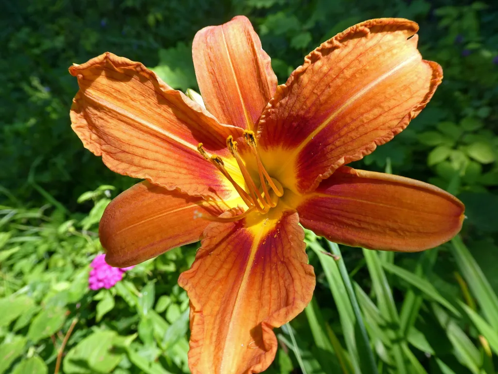 Gelbrote Taglilie (Hemerocallis fulva) – im Garten, Pflanzenfoto