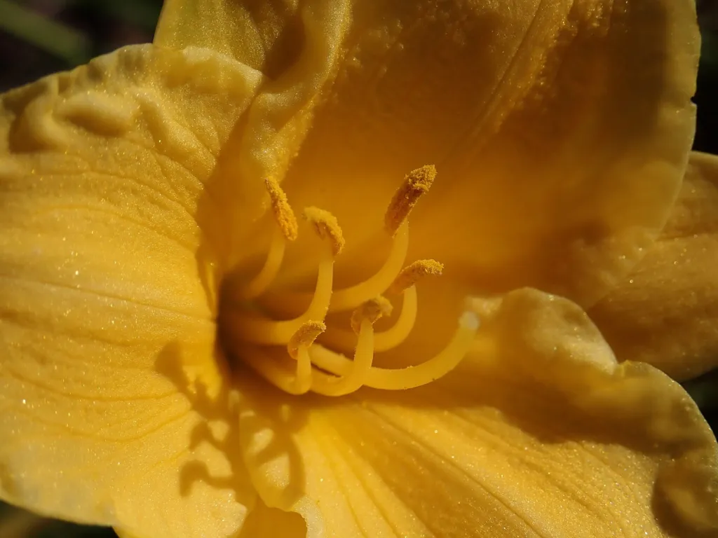 Taglilie 'Stella de Oro' (Hemerocallis stella 'de Oro') – im Garten, Pflanzenfoto