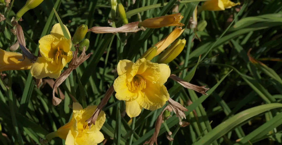 Stella de Oro daylily (Hemerocallis stella 'de Oro') – plant photo