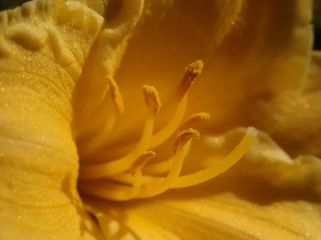 Taglilie 'Stella de Oro' (Hemerocallis stella 'de Oro') – im Garten, Pflanzenfoto
