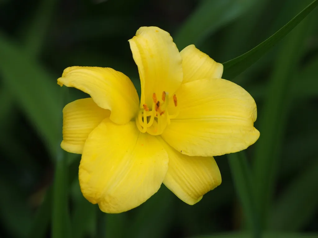 Taglilie 'Stella de Oro' (Hemerocallis stella 'de Oro') – Blüten in Nahaufnahme, Pflanzenfoto