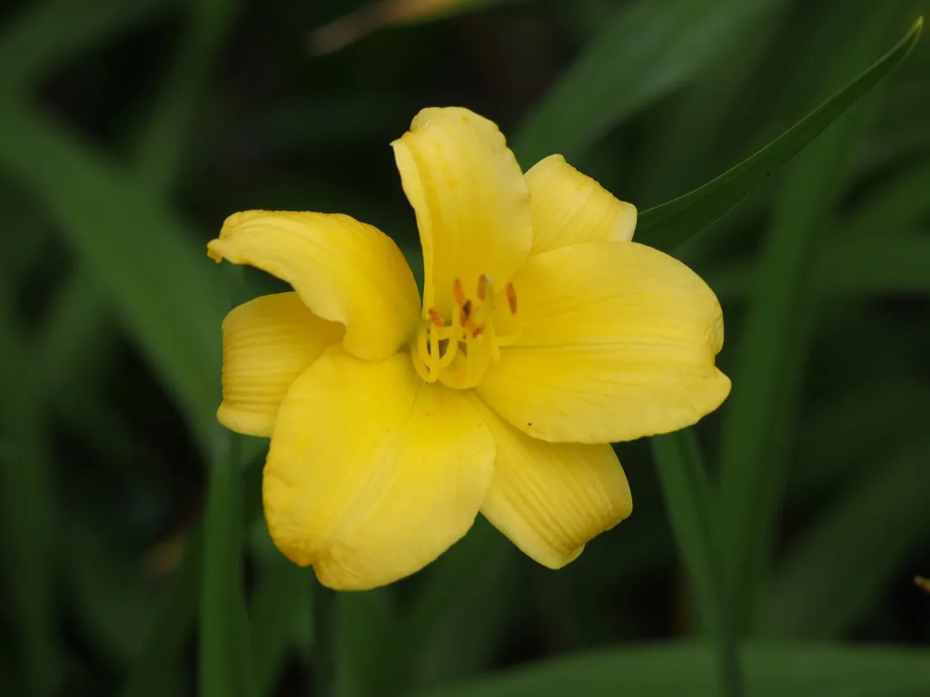 Taglilie 'Stella de Oro' (Hemerocallis stella 'de Oro') – Blüten in Nahaufnahme, Pflanzenfoto