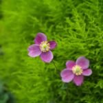 Herbst-Anemone (Eriocapitella hupehensis) – Pflanzenfoto