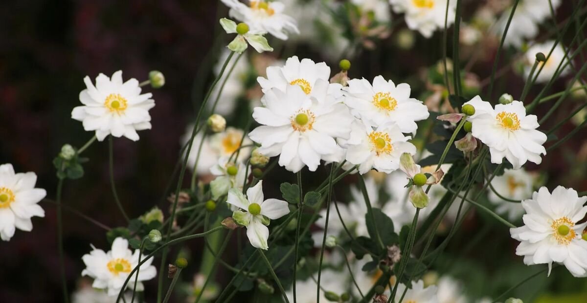 Herbst-Anemone 'Whirlwind' (Anemone 'Whirlwind') – Pflanzenfoto