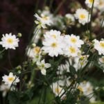 Herbst-Anemone 'Whirlwind' (Anemone 'Whirlwind') – Pflanzenfoto