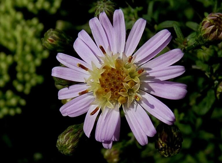 Aster 'Coombe Fishacre'