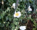 Herbstanemone ‘Honorine Jobert’ (Anemone × hybrida ‘Honorine Jobert’)