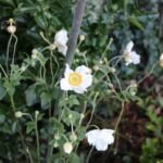 Herbstanemone 'Honorine Jobert' (Anemone × hybrida 'Honorine Jobert') – Pflanzenfoto