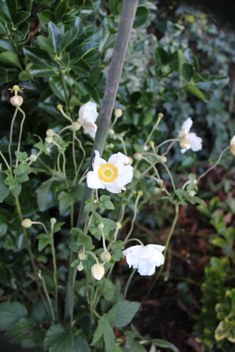 Anemone × hybrida 'Honorine Jobert'
