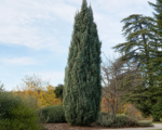 Hesperotropsis leylandii – Pflege