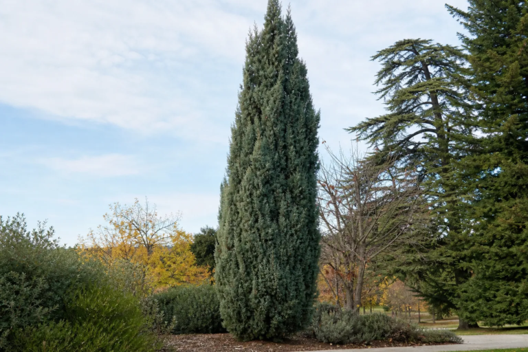 Hesperotropsis leylandii