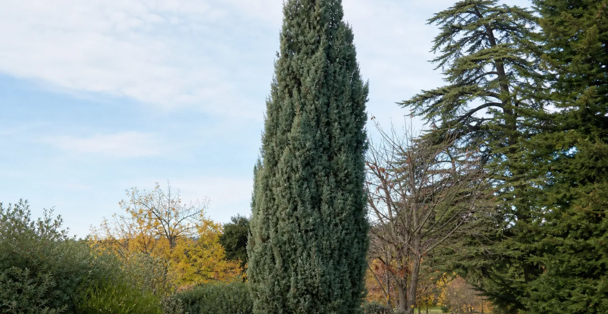Hesperotropsis leylandii – fotografia rastliny