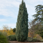 Hesperotropsis leylandii – pestovanie a starostlivosť (Hesperotropsis leylandii) – fotografia