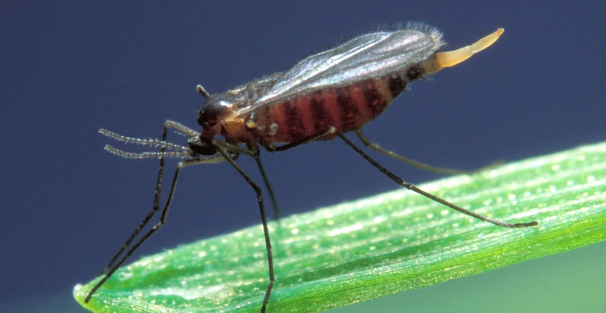 Hessian Fly
