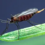 Hessian Fly