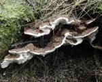 Heterobasidion root disease