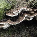Heterobasidion root disease