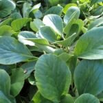 Himalaja-Bergenie (Bergenia stracheyi) – Pflanzenfoto