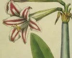 Hippeastrum vittatum – Pflege