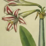 superb amaryllis (Hippeastrum vittatum) – characteristic appearance, plant photo