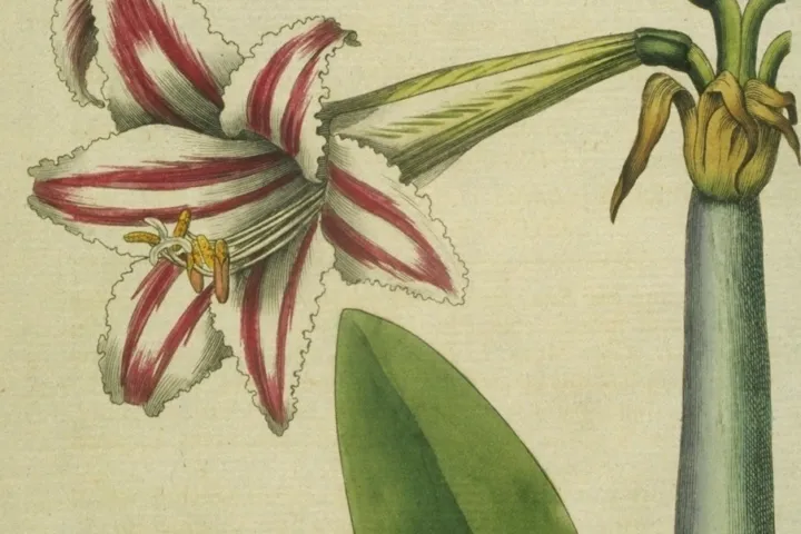 Hippeastrum vittatum